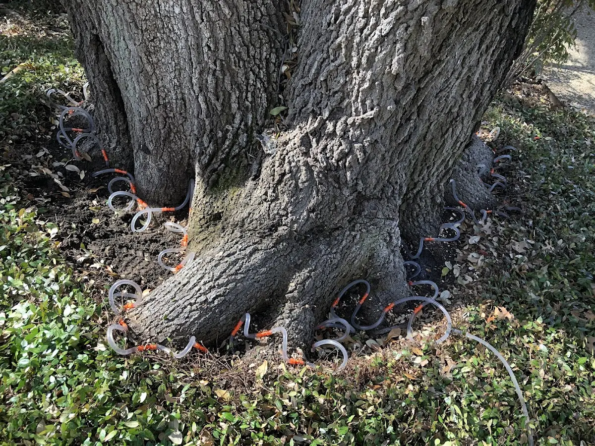 Detailed Tree Cabling and Bracing job site in Hager City