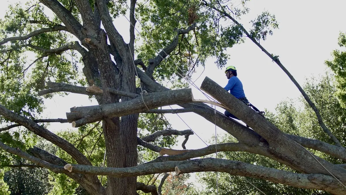 Professional Hazardous Tree Removal performed by certified arborists in Hager City
