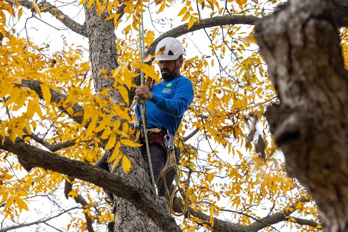 Skilled Tree Pruning crew working in Hager City