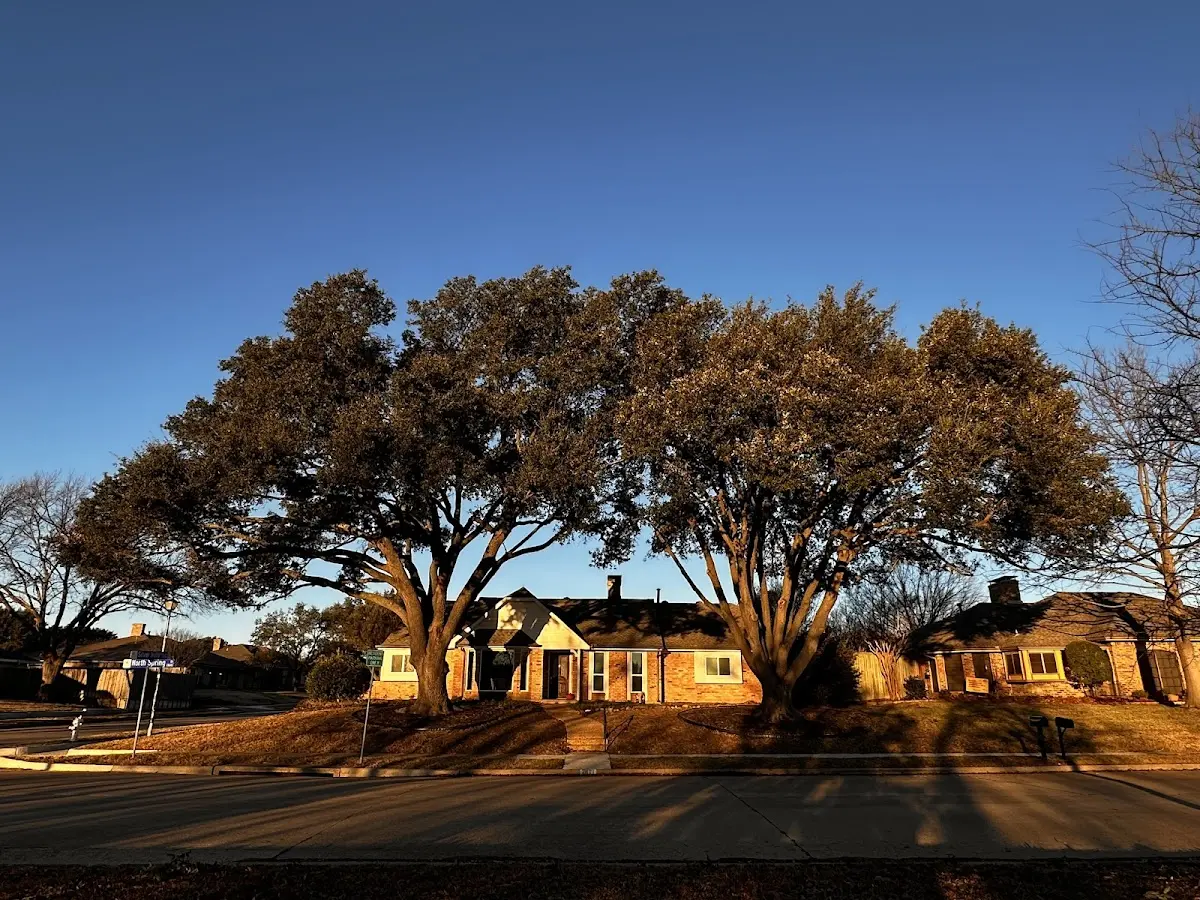 Established residential canopy tree shading a home in Hager City